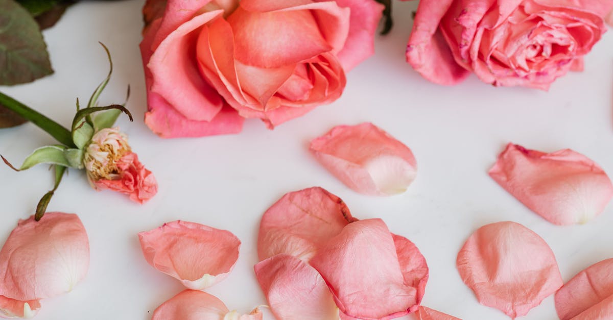 What happens to Dying Light when the obsession changes? - Few rose blossoms with scattered petals