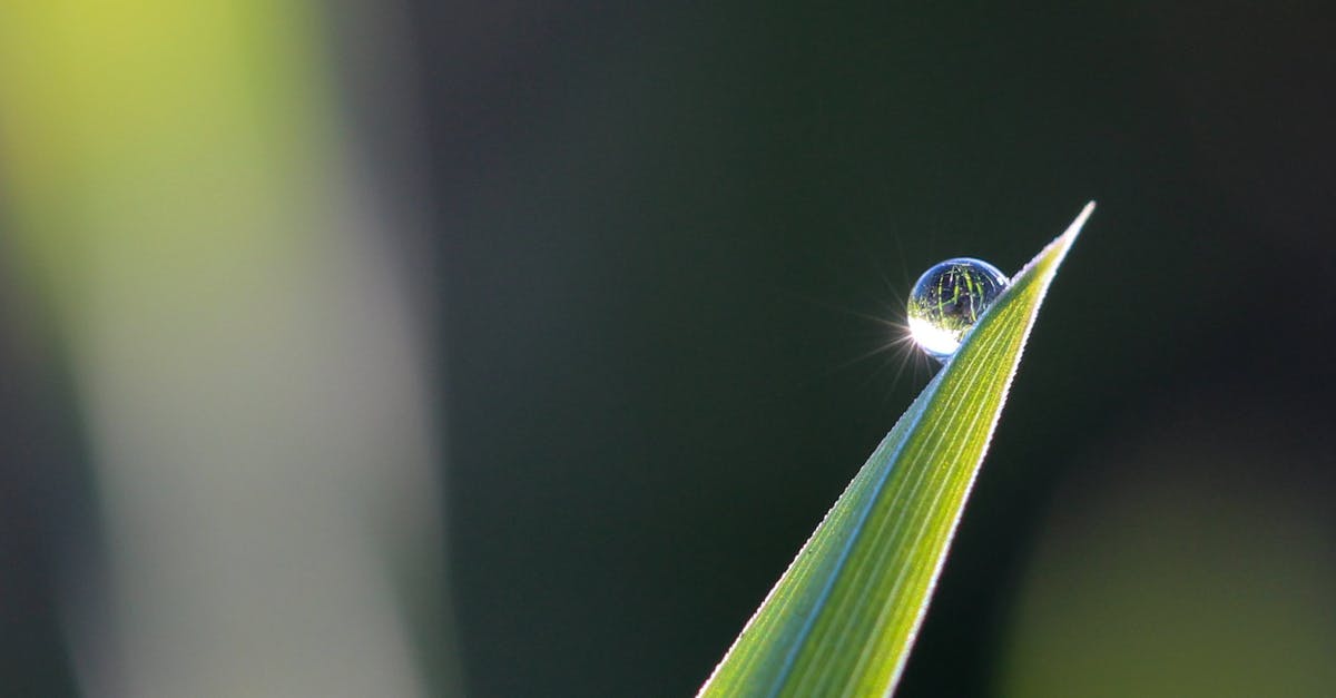 What happens to my Darkmoon Blade spell if I kill Gwyndolin? - Selective Focus Photography of Leaves With Water Drop