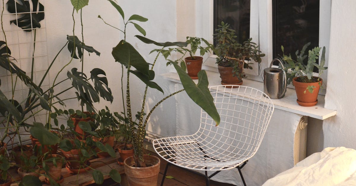 What happens when a lycanthrope bites a lycanthrope of different species? - Assorted exotic plants in pots at home