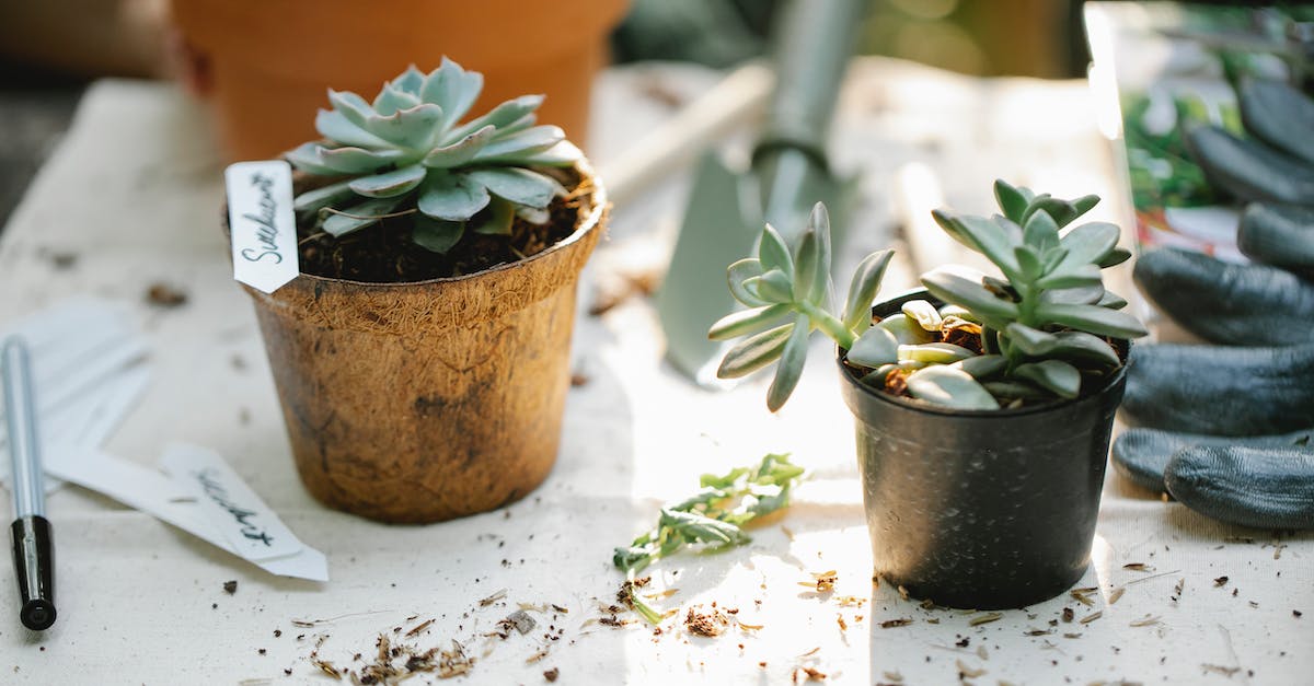What happens when a lycanthrope bites a lycanthrope of different species? - Pots with succulent plants growing in soil on dirty table with trowel and gloves in sunlight