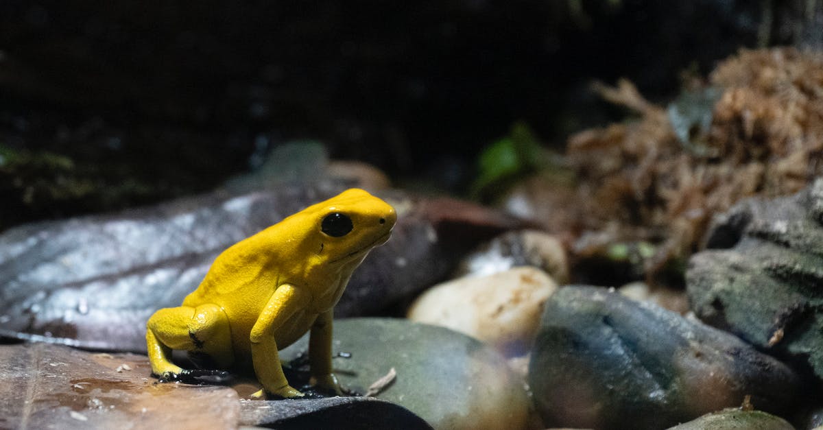 What happens when Frog picks up a golden weapon? - Selective Focus Photo of a Golden Poison Frog