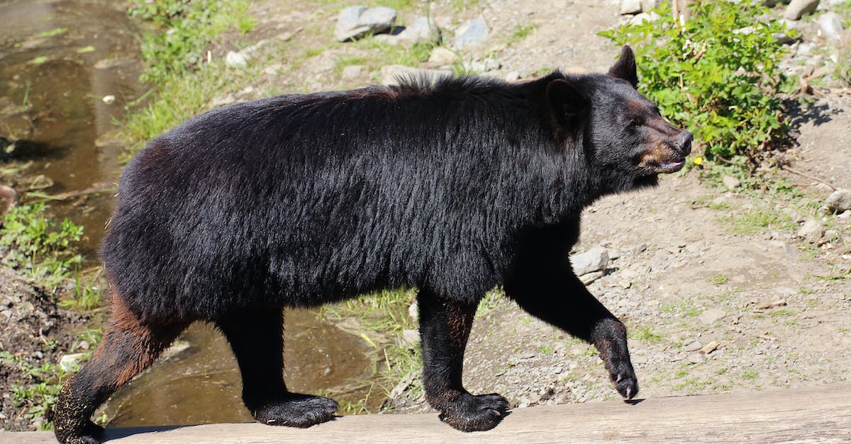 What happens you delete a character in Animal Crossing New Leaf? - Crossing the stream