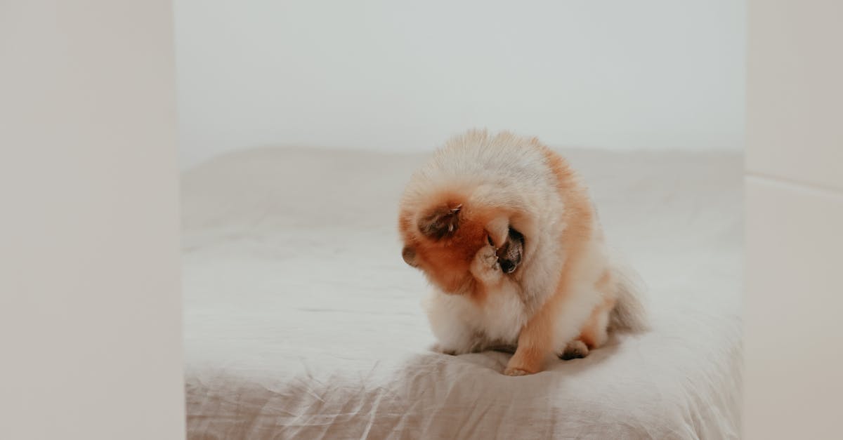 What increases pet damage? - Brown and White Long Coated Small Dog on White Textile