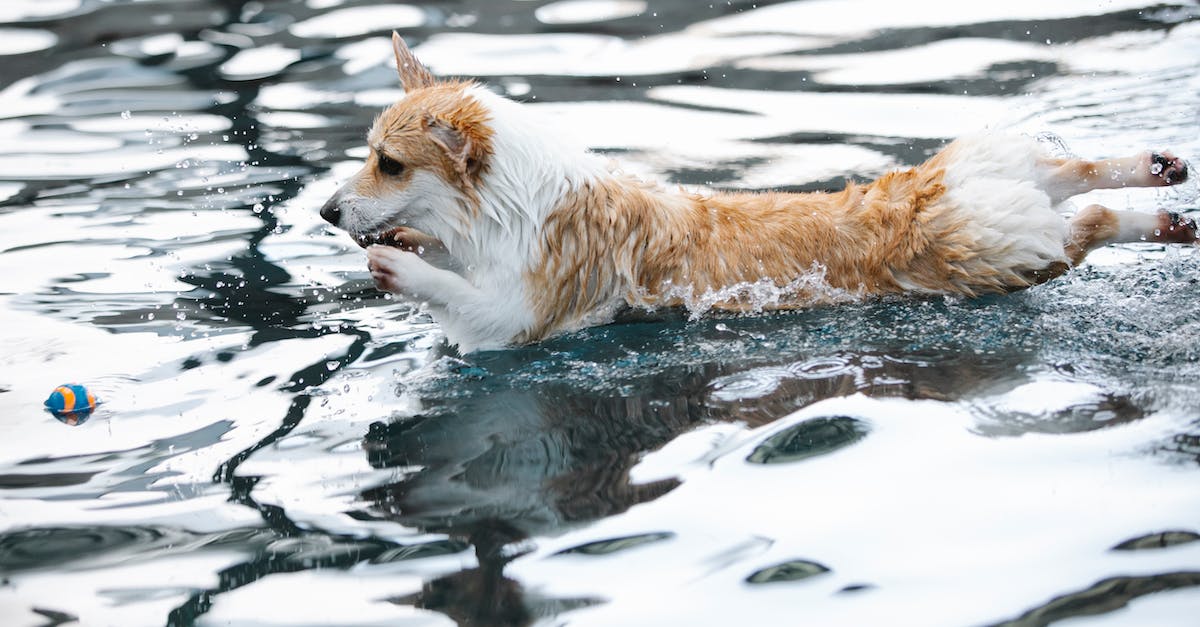 What instances drop Pets? - Welsh Corgi playing with ball in swimming pool
