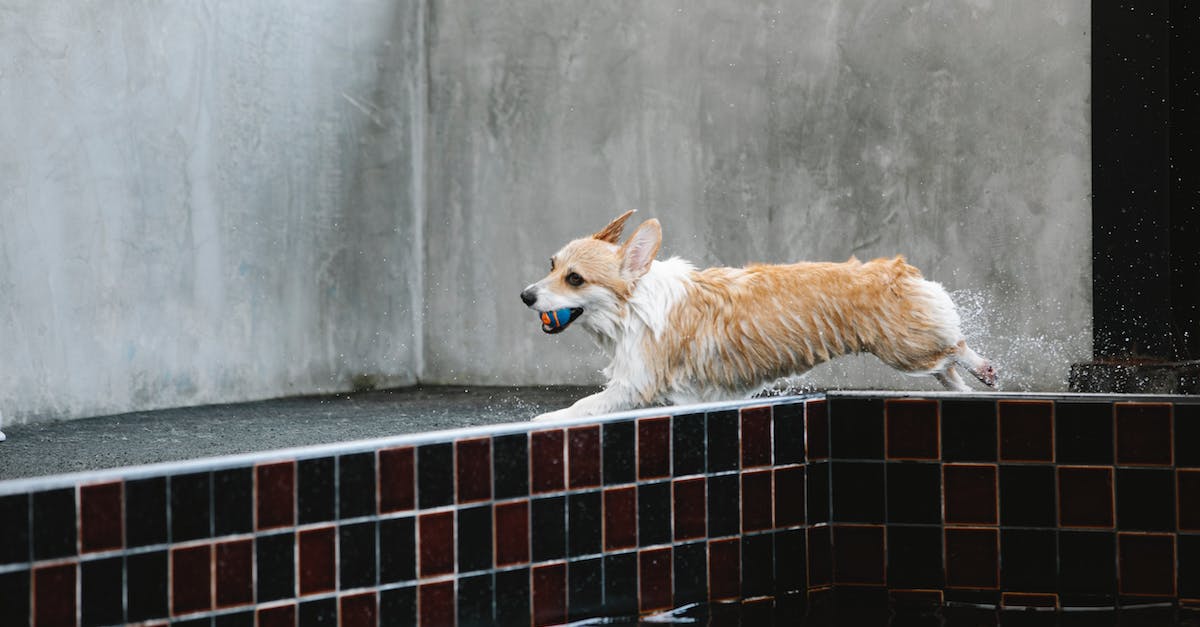 What instances drop Pets? - Welsh Corgi Pembroke with wet coat and small ball in mouth running against swimming pool in daytime