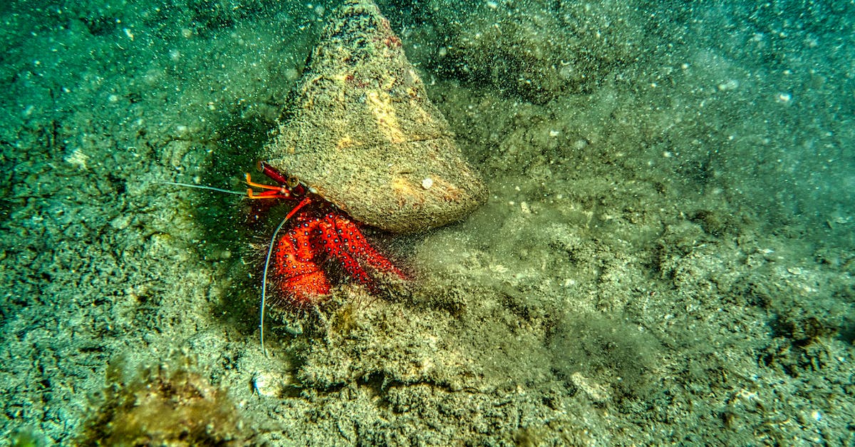 What is a 'crab', and how does one perform/obtain one? - Brown and White Sea Creature on the Body of Water