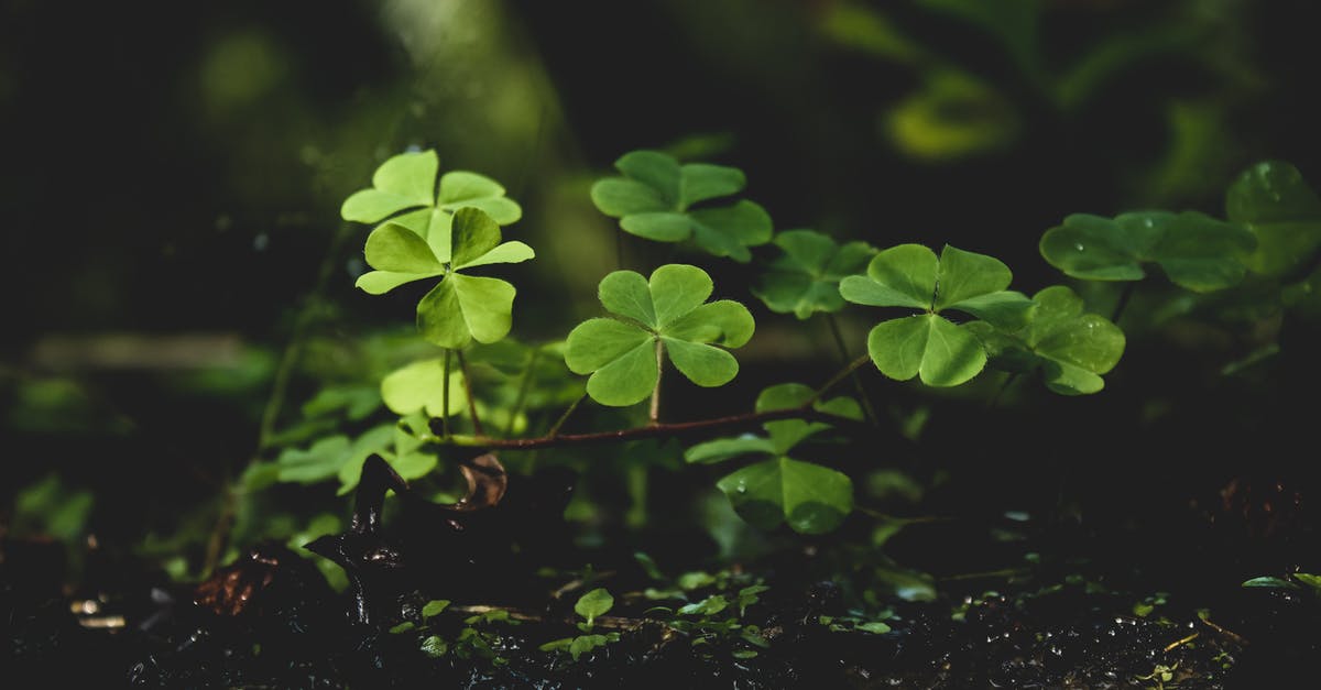 What is a 'Lucky Monster'? - Green Plants on Black Soil What is a 'Lucky Monster'? - Green Plants on Black Soil
