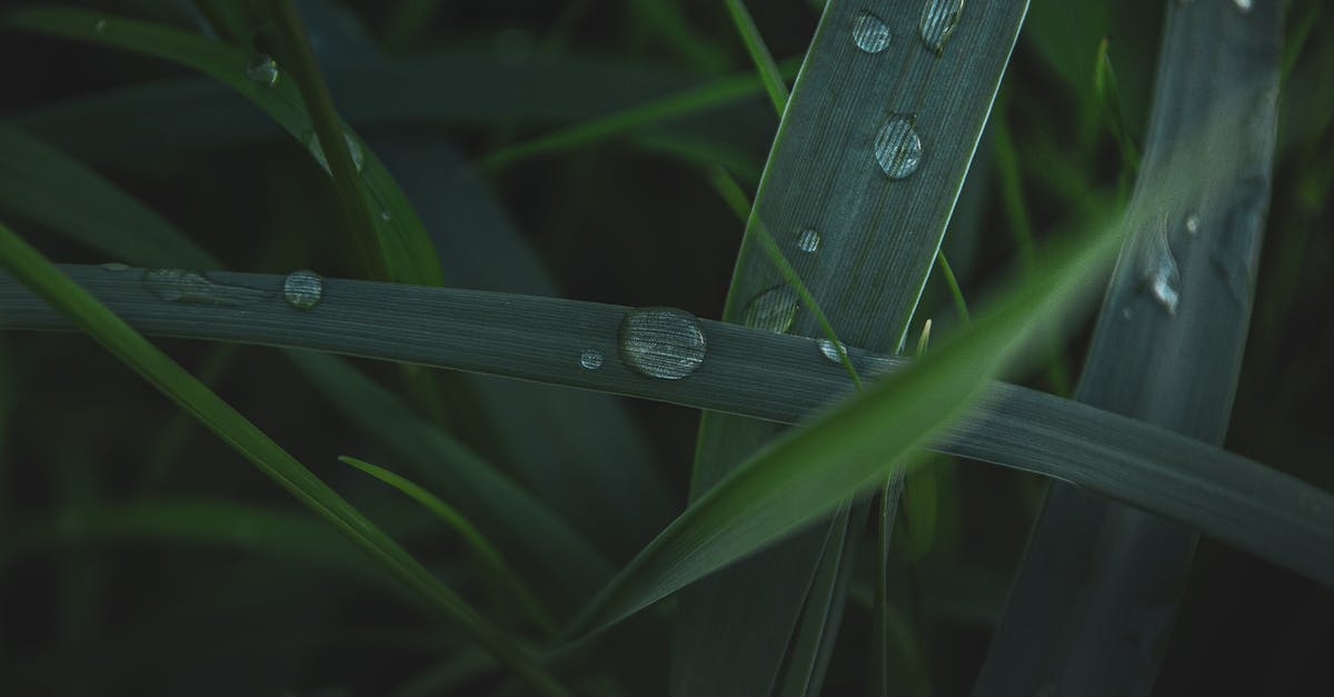 What is a Blade Combo finisher? - Water Droplets on Green Plant What is a Blade Combo finisher? - Water Droplets on Green Plant