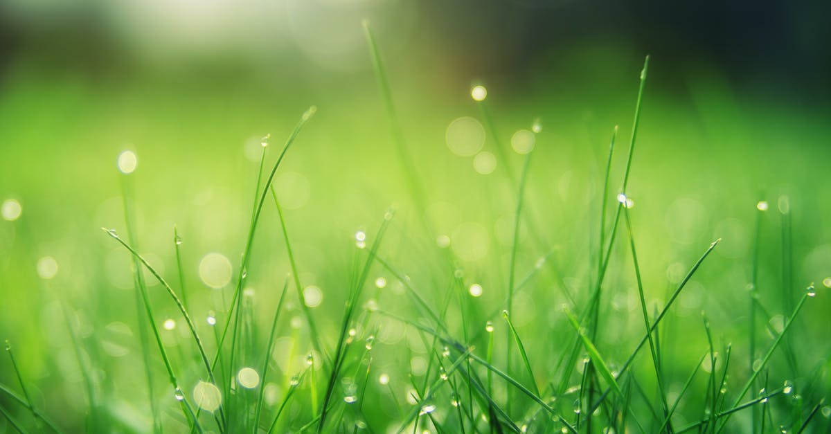 What is a Blade Combo finisher? - Closeup Photo of Green Grass Field What is a Blade Combo finisher? - Closeup Photo of Green Grass Field