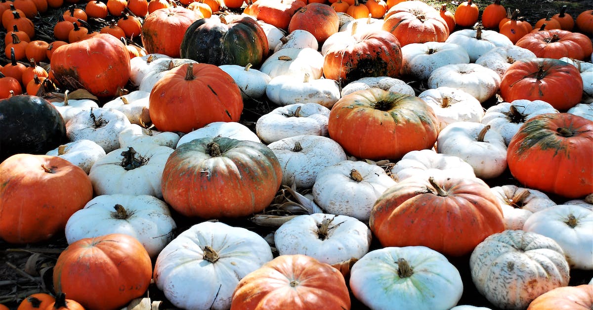 What is a patch terran? - White and Orange Pumpkins on Ground What is a patch terran? - White and Orange Pumpkins on Ground