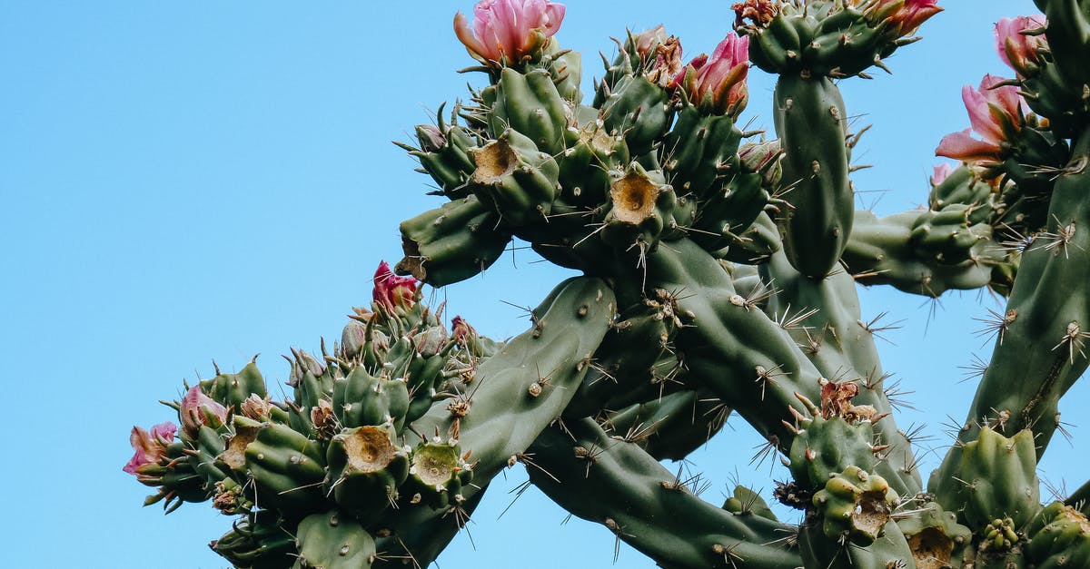 What is a spike in Tetr.io? - Blooming cactus under clear blue sky