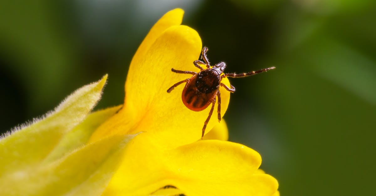 What is a tick? - Macro Photography of Insect in Yellow Flower