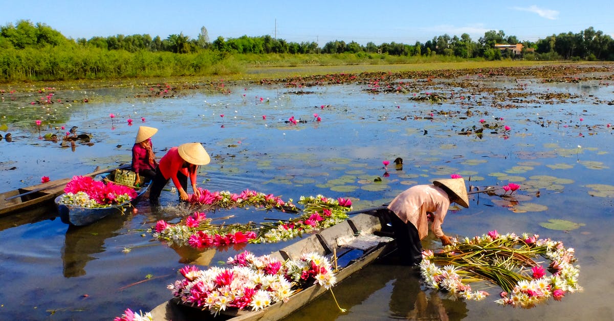 What is a typical delay between harvesting honeydew and getting Attract Flowers in Flutter? - Three Women Gathering Lotus Flowers in Lake What is a typical delay between harvesting honeydew and getting Attract Flowers in Flutter? - Three Women Gathering Lotus Flowers in Lake