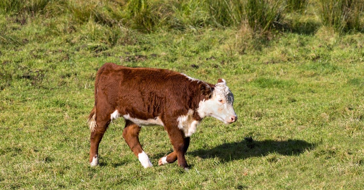 What is an easy experience farm in Pokémon Omega Ruby and Alpha Sapphire? - Cute Calf on Grass What is an easy experience farm in Pokémon Omega Ruby and Alpha Sapphire? - Cute Calf on Grass