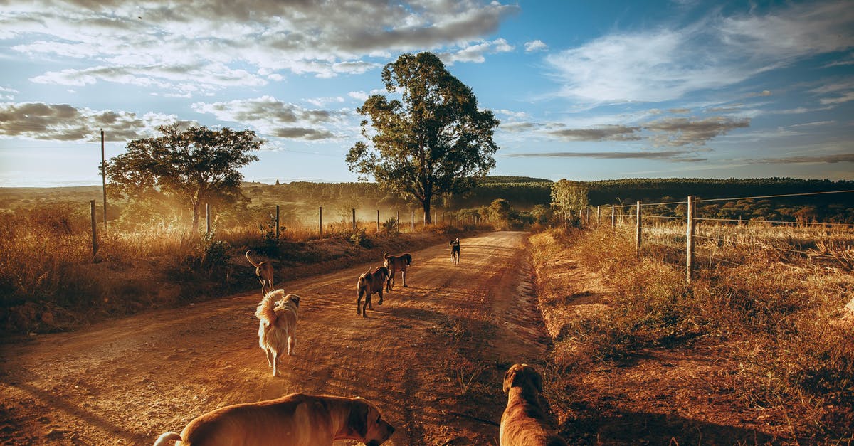 What is an effective way to get all gold crowns? - Playful dogs running together along rural roadway surrounded by golden grass and trees under cloudy sky