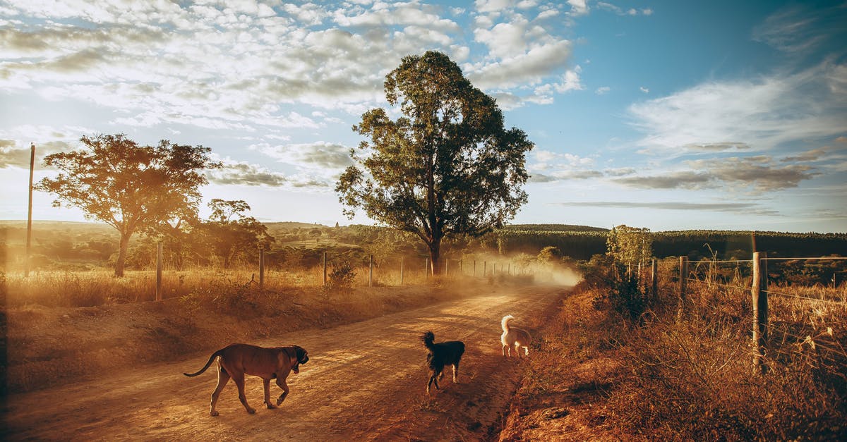 What is an effective way to get all gold crowns? - Active dogs running in countryside road