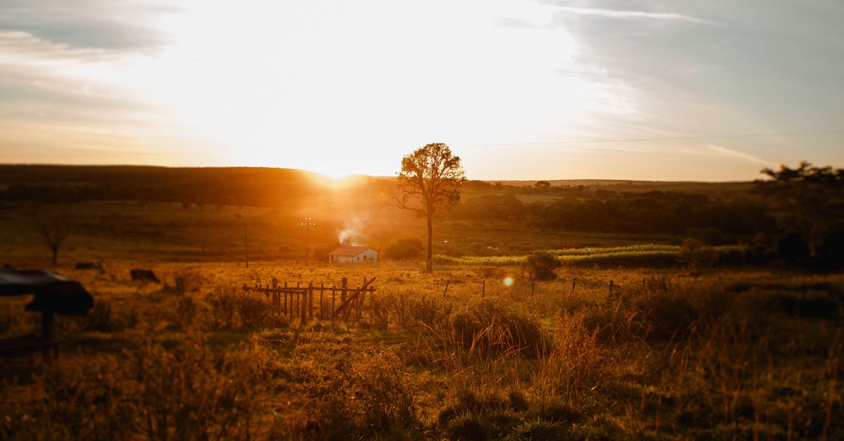 What is an effective way to get all gold crowns? - High tree growing in empty autumn meadow near small house under blue sky in peaceful sunset