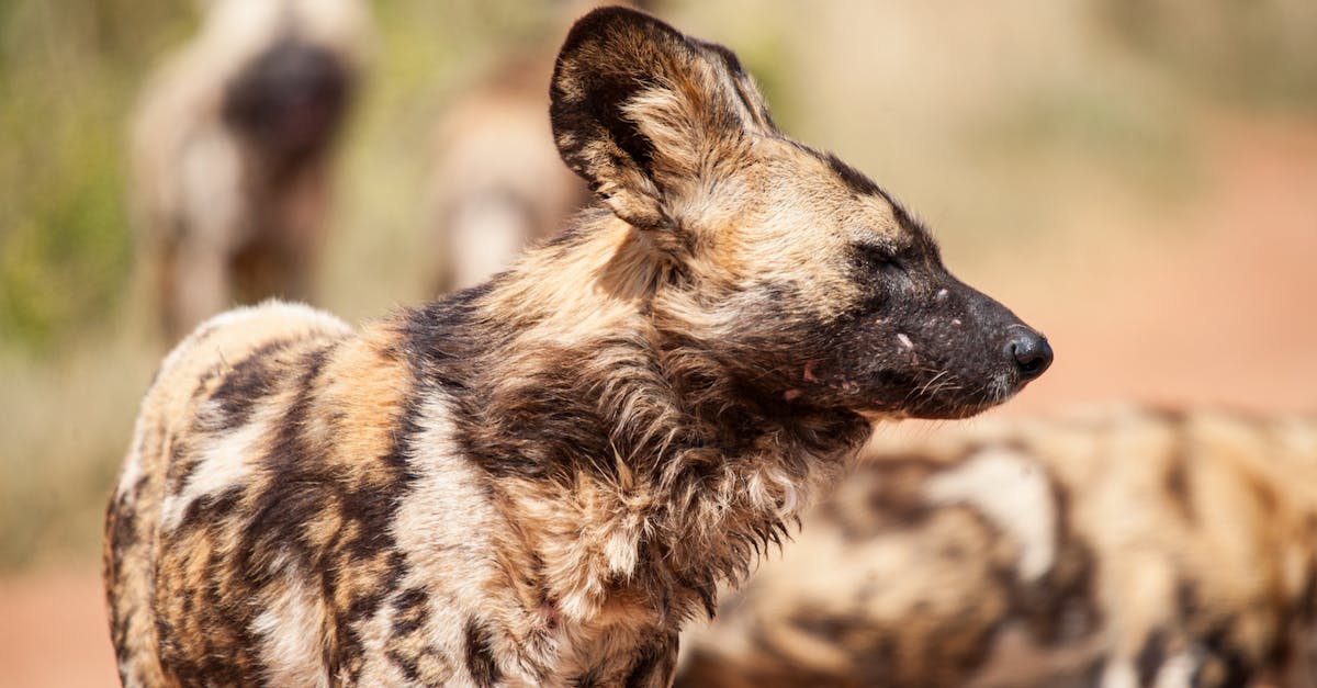 What is an effective way to hunt animals with a wooden spear? - African wild dogs in nature in sunny day What is an effective way to hunt animals with a wooden spear? - African wild dogs in nature in sunny day