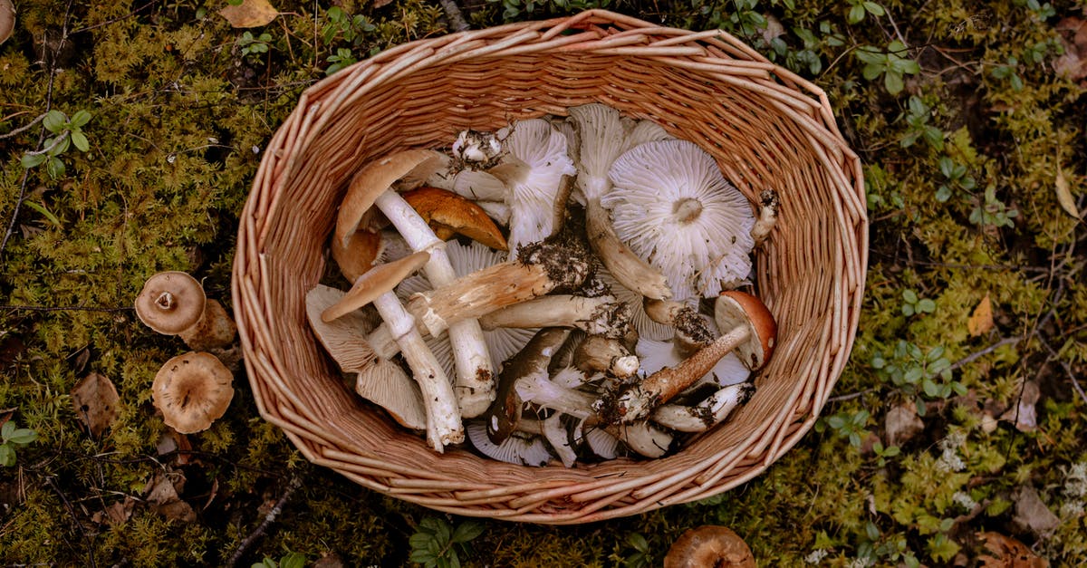 What is funneling? - Brown and White Mushrooms in Brown Woven Basket What is funneling? - Brown and White Mushrooms in Brown Woven Basket