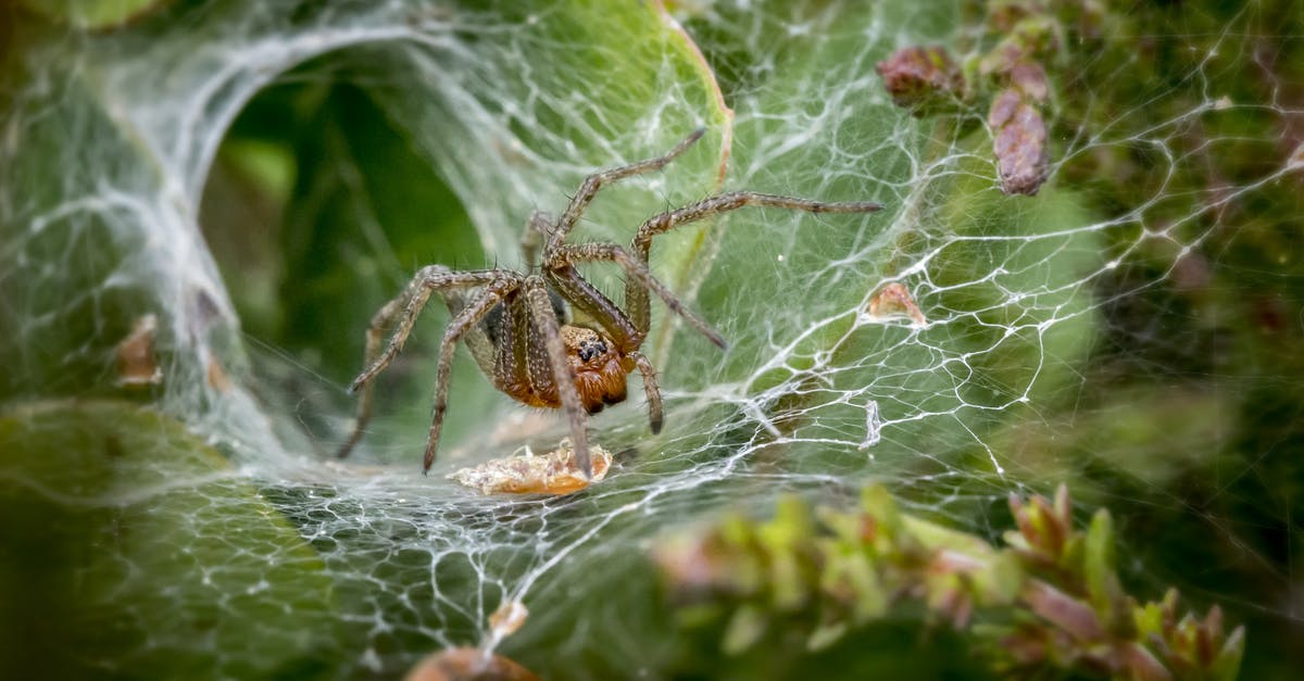 What is funneling? - Brown Spider on Spider Web What is funneling? - Brown Spider on Spider Web