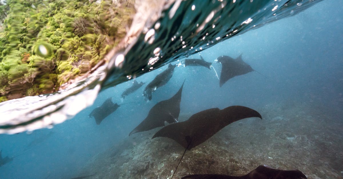 What is giant blue target in SC2 Legacy of the Void? - Giant fish with triangular pectoral fins swimming in blue sea water with ripples on surface in daylight