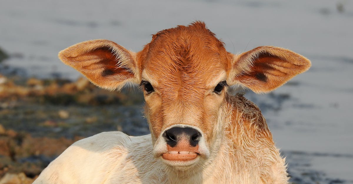 What is happening with the "Totally Not a Cow Level" buff? - White and Brown Cow on Brown Field What is happening with the "Totally Not a Cow Level" buff? - White and Brown Cow on Brown Field