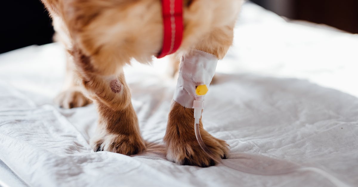 What is IV perfection? - Dog with Intravenous Line on His Leg