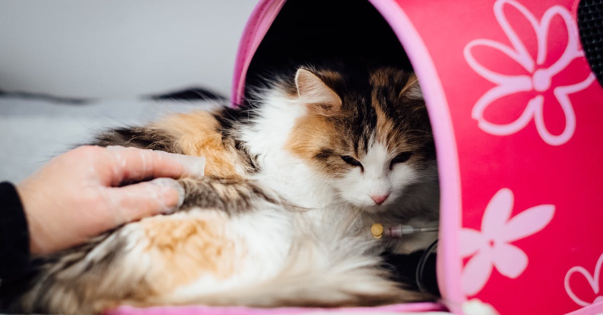 What is IV perfection? - Person Holding White Black and Brown Cat What is IV perfection? - Person Holding White Black and Brown Cat