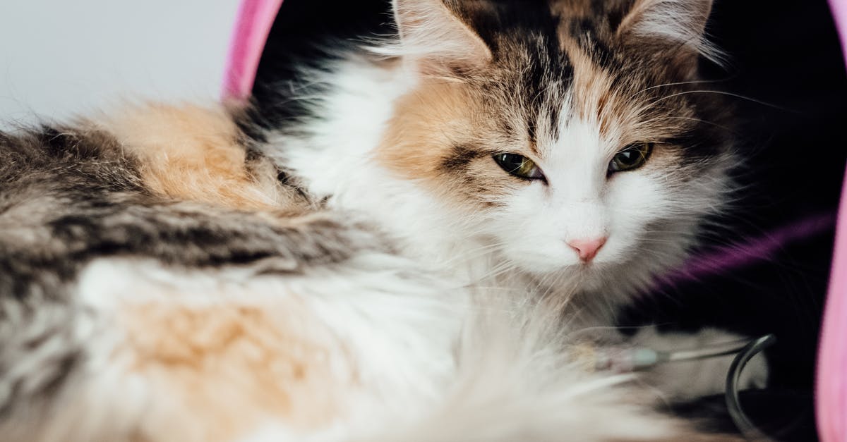 What is IV perfection? - White Black and Brown Cat Lying on Pink and White Textile What is IV perfection? - White Black and Brown Cat Lying on Pink and White Textile