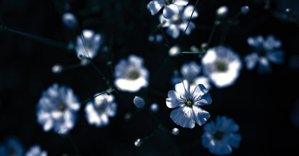 What is killing me? - White and Blue Flowers in Tilt Shift Lens What is killing me? - White and Blue Flowers in Tilt Shift Lens