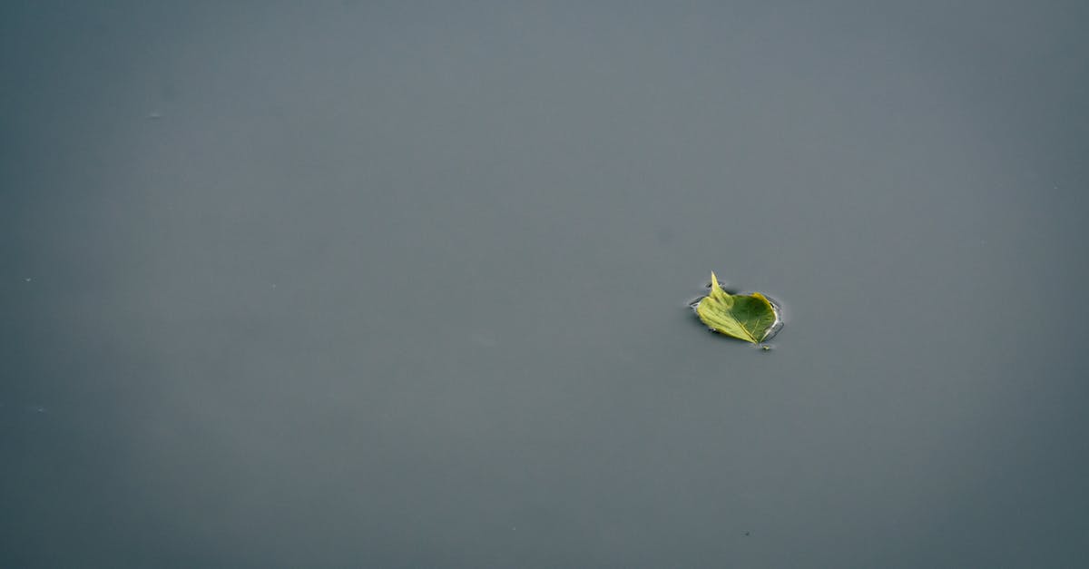 What is required to keep the peace (for now) with a fallen empire? - Small green fallen leaf of tree floating on calm water of clean lake in peaceful nature on calm summer day What is required to keep the peace (for now) with a fallen empire? - Small green fallen leaf of tree floating on calm water of clean lake in peaceful nature on calm summer day