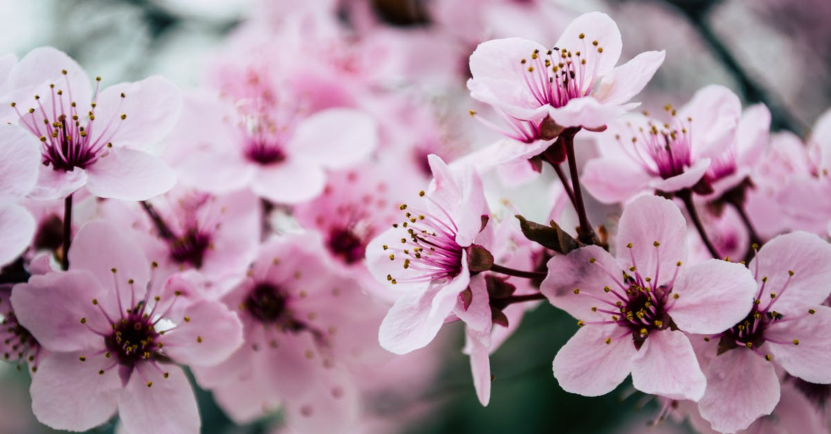 What is ShotSlow in Touhou 7 : Perfect Cherry Blossom ver 1.00b? - Pink Petaled Flowers Closeup Photo