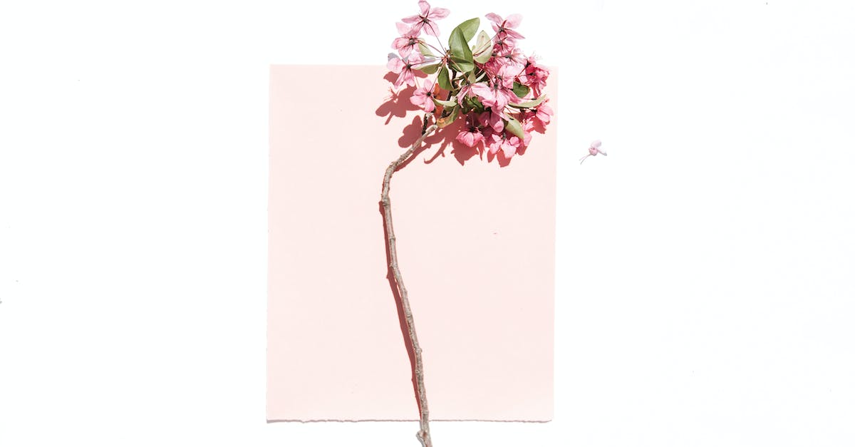 What is ShotSlow in Touhou 7 : Perfect Cherry Blossom ver 1.00b? - Pink-petaled Flower on White and Pink Surface