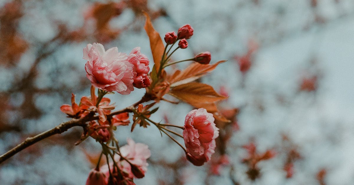 What is ShotSlow in Touhou 7 : Perfect Cherry Blossom ver 1.00b? - Pink-petaled Flower In Bloom