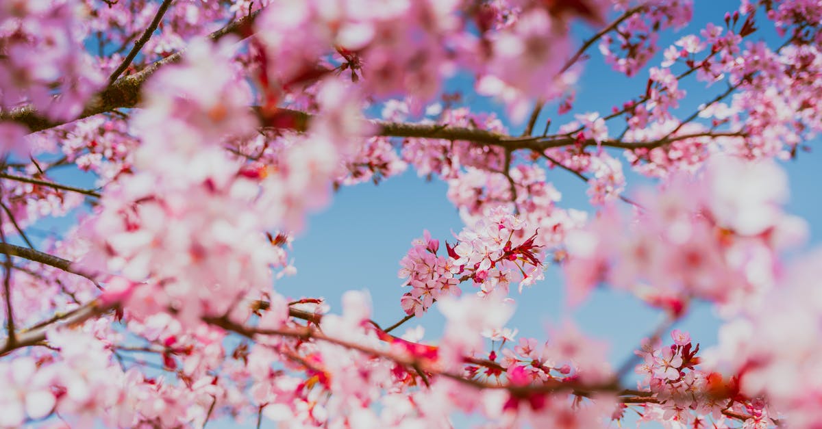What is ShotSlow in Touhou 7 : Perfect Cherry Blossom ver 1.00b? - Pink Cherry Blossom