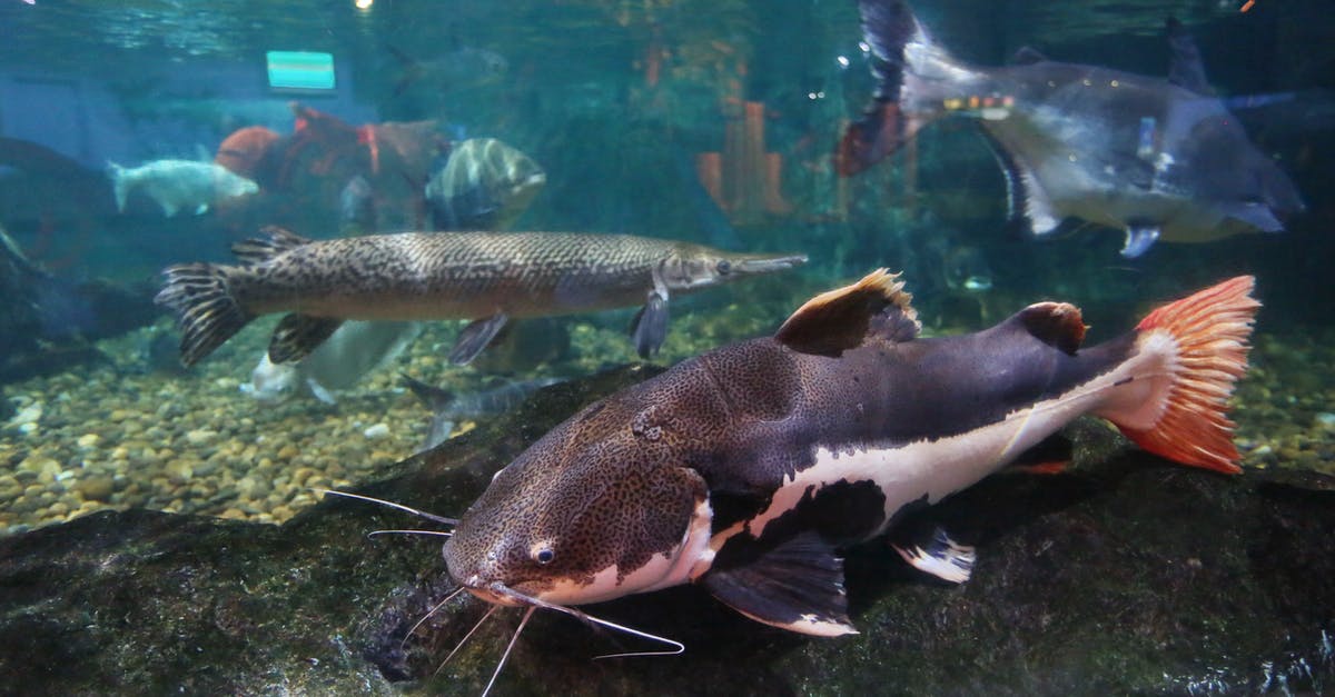 What is the benefit of storing water in tank? - Black and White Fish in Fish Tank