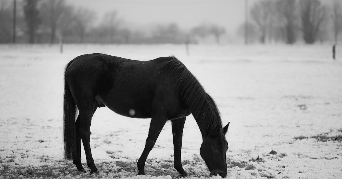 What is the best method for a single user to key farm a portal? - Black horse grazing in snowy pasture
