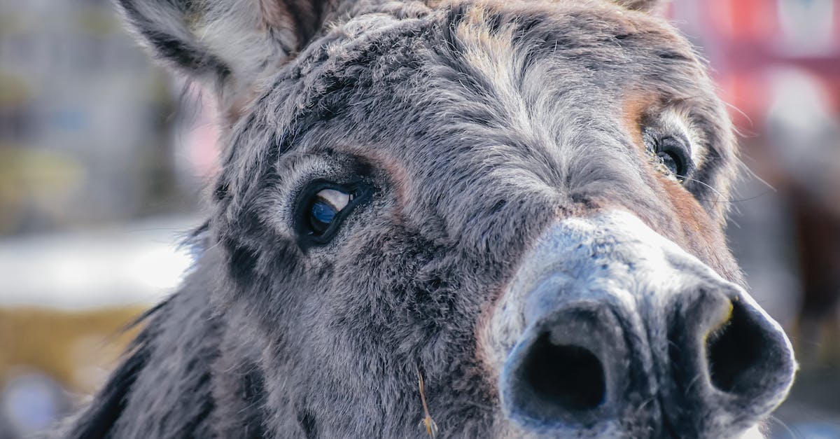 What is the best method for a single user to key farm a portal? - Donkey with gray fur in farm