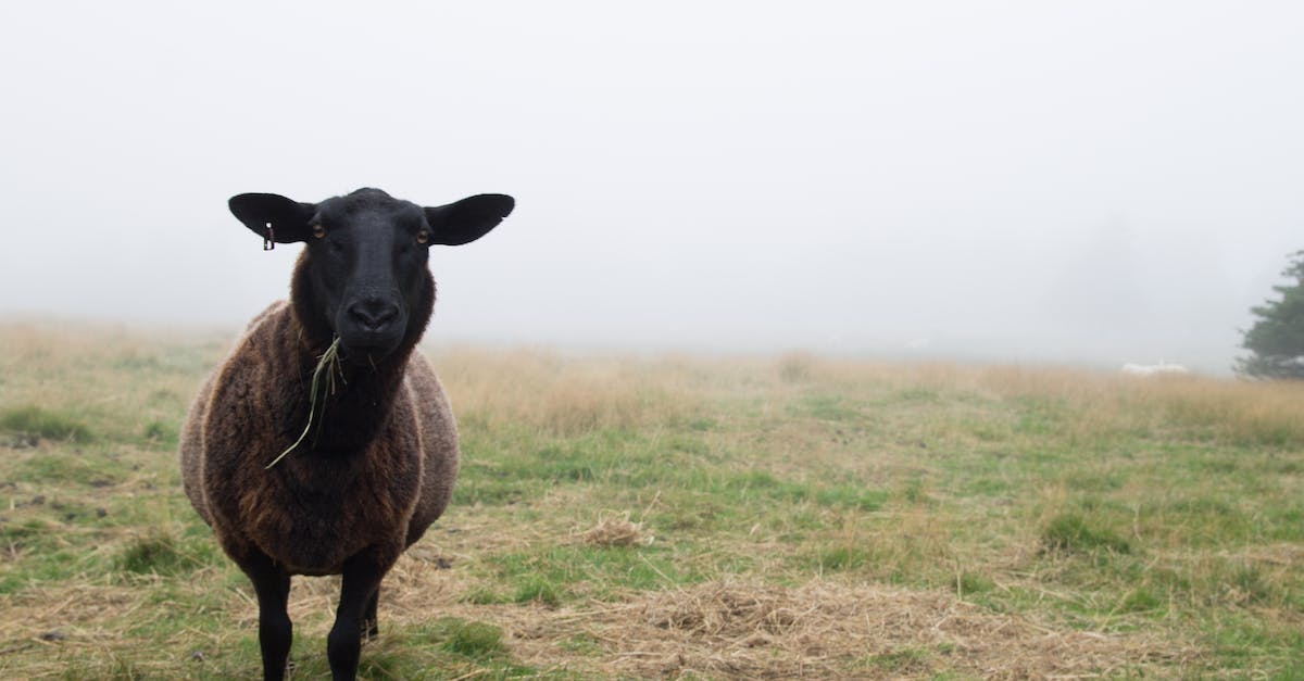 What is the best method for a single user to key farm a portal? - Single woolly black sheep eating grass in meadow in misty day in countryside