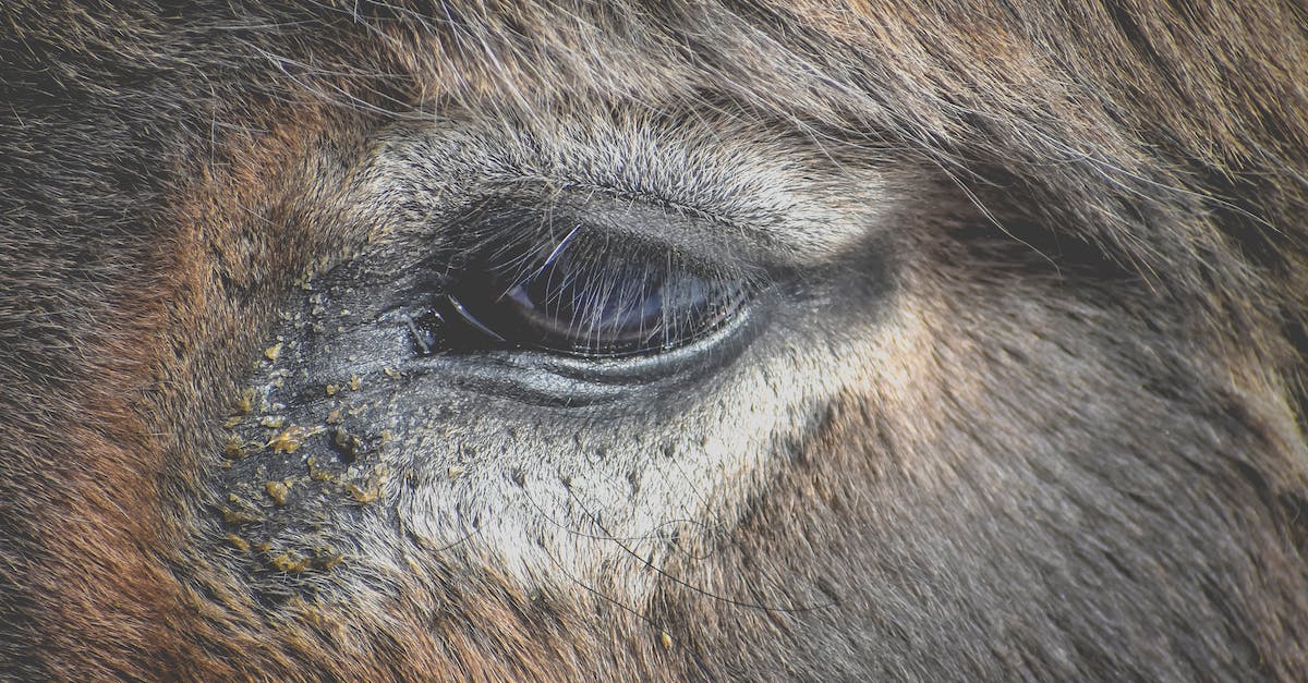 What is the best method for a single user to key farm a portal? - Head of domesticated donkey with gray and brown fur and eye standing in rural terrain in countryside in rustic farm