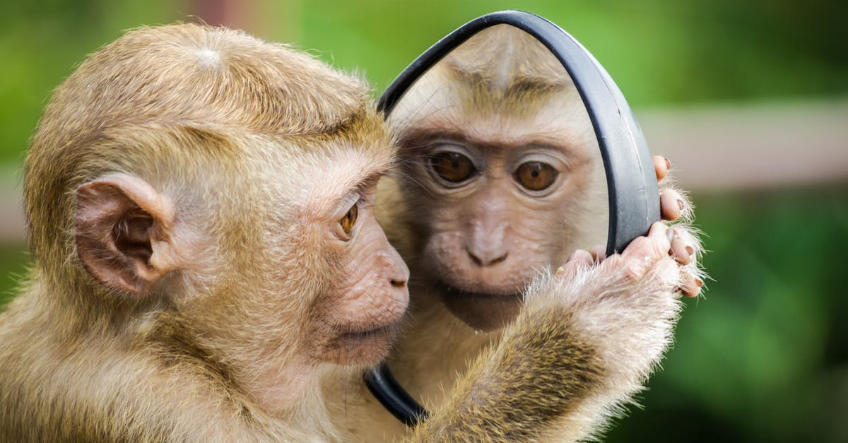 What is the best path for the monkey sub in bloons td 6? [closed] - Closeup Photo of Primate