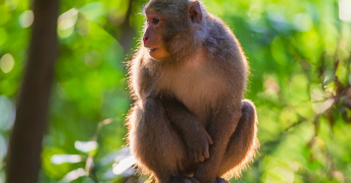 What is the best way to farm Monkey King's Garb (Sunwuko Set) - Free stock photo of animal, ape, baby What is the best way to farm Monkey King's Garb (Sunwuko Set) - Free stock photo of animal, ape, baby