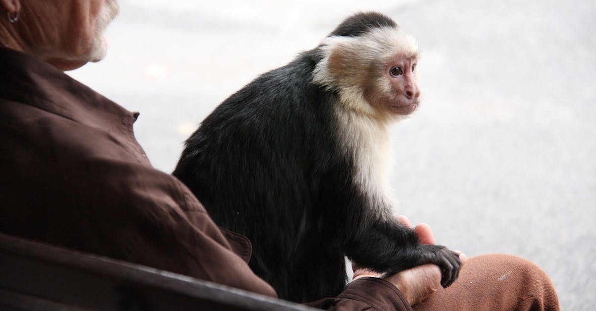 What is the best way to farm Monkey King's Garb (Sunwuko Set) - Black and White Monkey on Brown Wooden Bar What is the best way to farm Monkey King's Garb (Sunwuko Set) - Black and White Monkey on Brown Wooden Bar