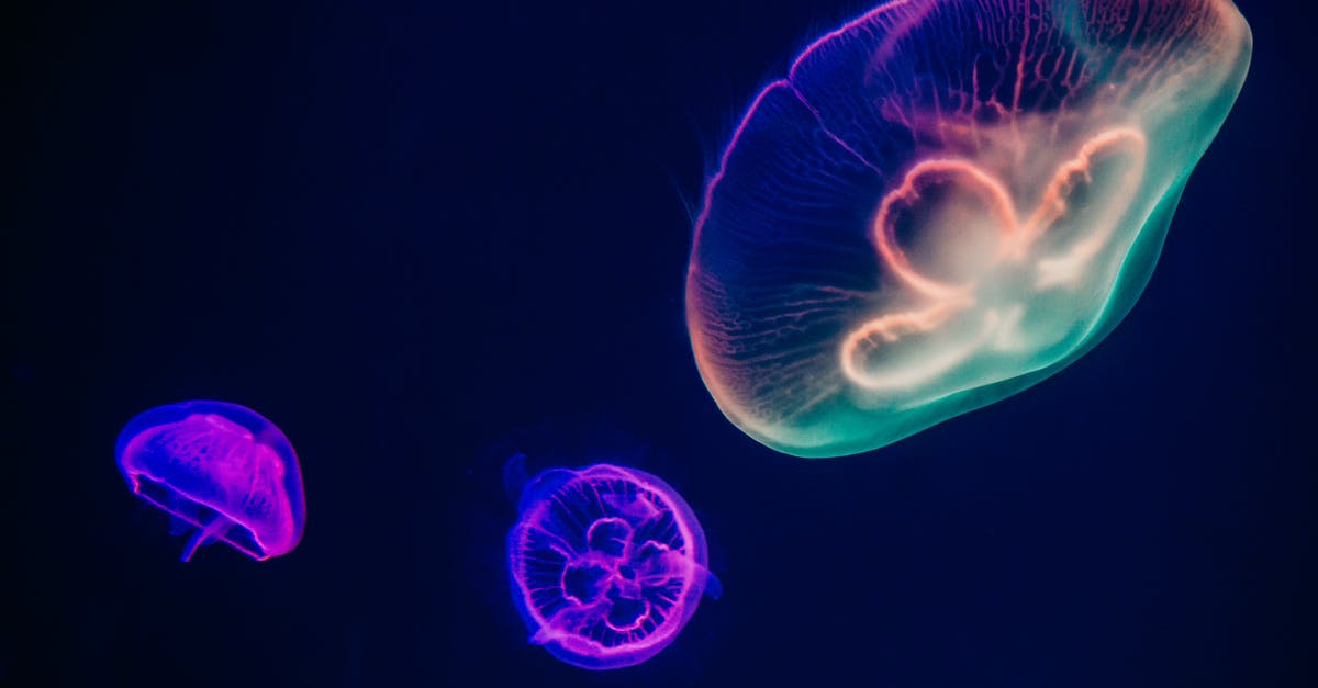 What is the Blue Debri that floats around? - Three Multicolored Jellyfishes What is the Blue Debri that floats around? - Three Multicolored Jellyfishes