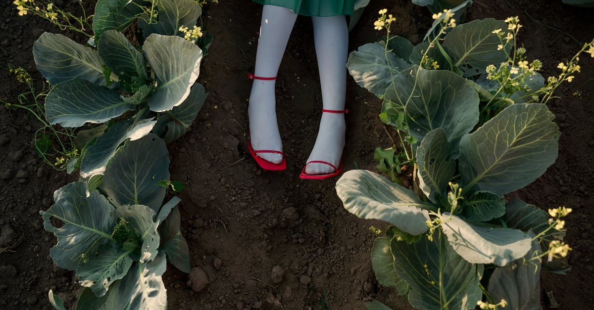 What is the chance of getting a Red Cabbage in year 1? - Legs in Red Shoes of Unrecognizable Woman Laying in Agricultural Field What is the chance of getting a Red Cabbage in year 1? - Legs in Red Shoes of Unrecognizable Woman Laying in Agricultural Field