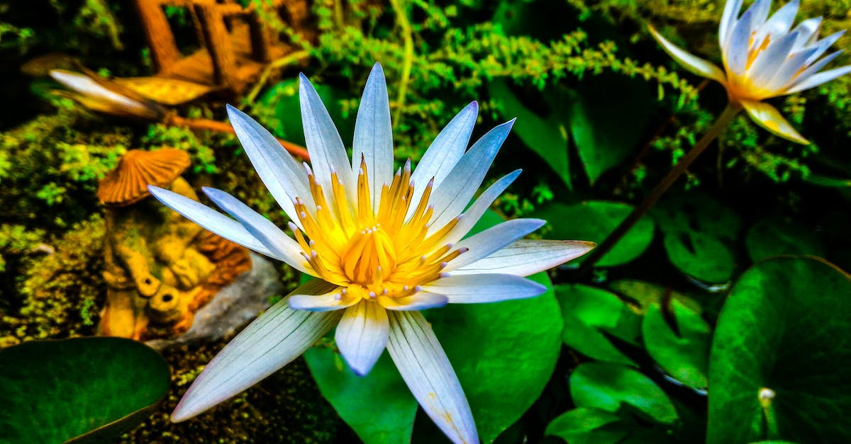 What is the chance of getting a zen garden plant? - White and Yellow Flowers