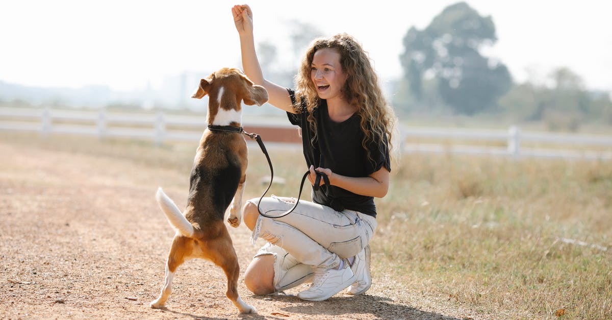 What is the command that triggers another command when a specific item is thrown - Full body optimistic young female with curly hair smiling and teaching Beagle dog beg command on sunny summer day in countryside