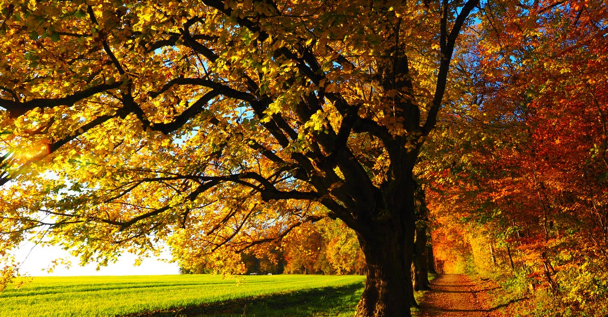 What is the correct path for Edge of the Forest? - Landscape Photography of Trees What is the correct path for Edge of the Forest? - Landscape Photography of Trees