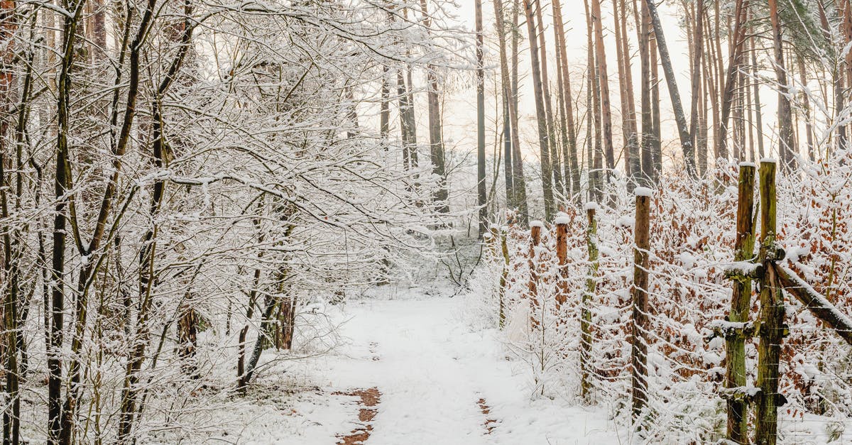 What is the correct path for Edge of the Forest? - Path along a Fence in Forest at Winter What is the correct path for Edge of the Forest? - Path along a Fence in Forest at Winter