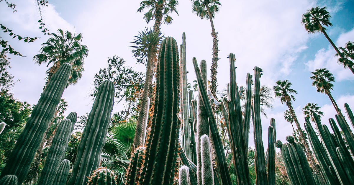 What is the difference between Low and High Advice? - Low angle of different green prickly cacti with thick ribbed stems growing in botanical garden in daylight